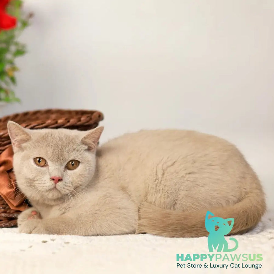 Odei British Shorthair female fawn - live animals