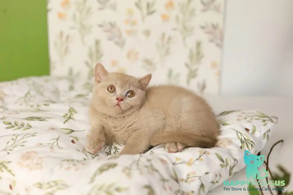Odei British Shorthair female fawn - live animals