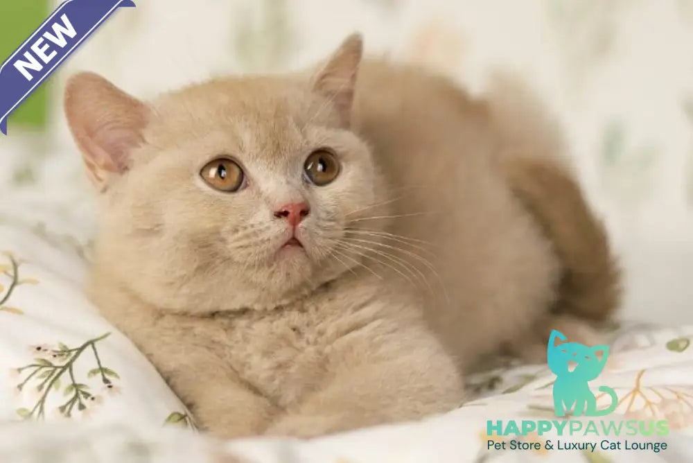 Odei British Shorthair female fawn - live animals