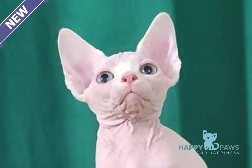 Odelia Canadian Sphynx female white live animals