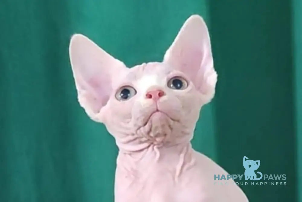 Odelia Canadian Sphynx female white live animals