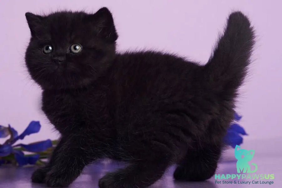 Odie British Shorthair female black - live animals