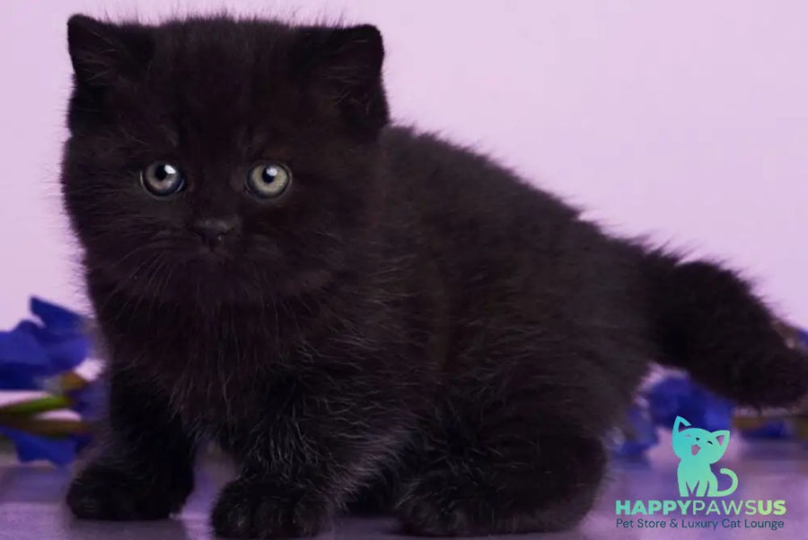 Odie British Shorthair female black - live animals