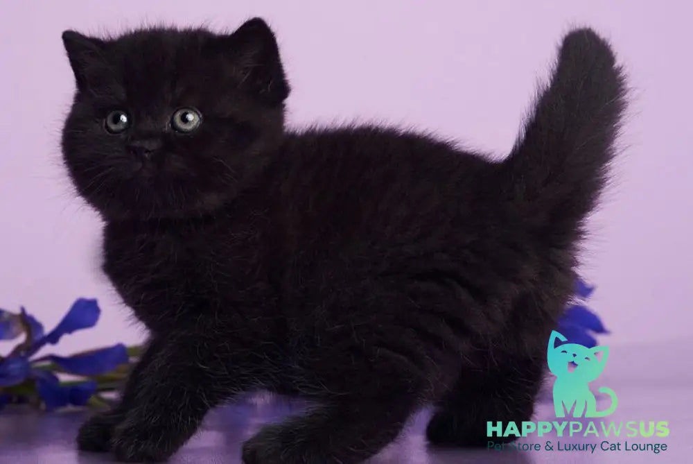 Odie British Shorthair female black - live animals