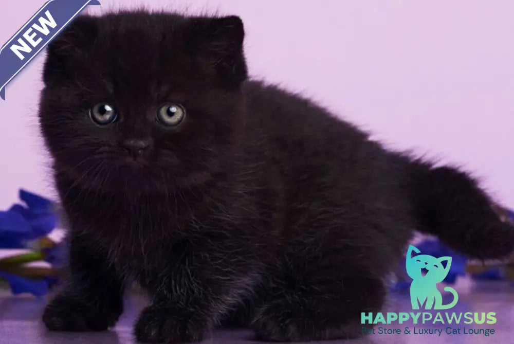 Odie British Shorthair female black - live animals