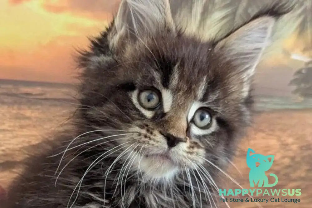 Odilia Maine Coon female black tabby live animals