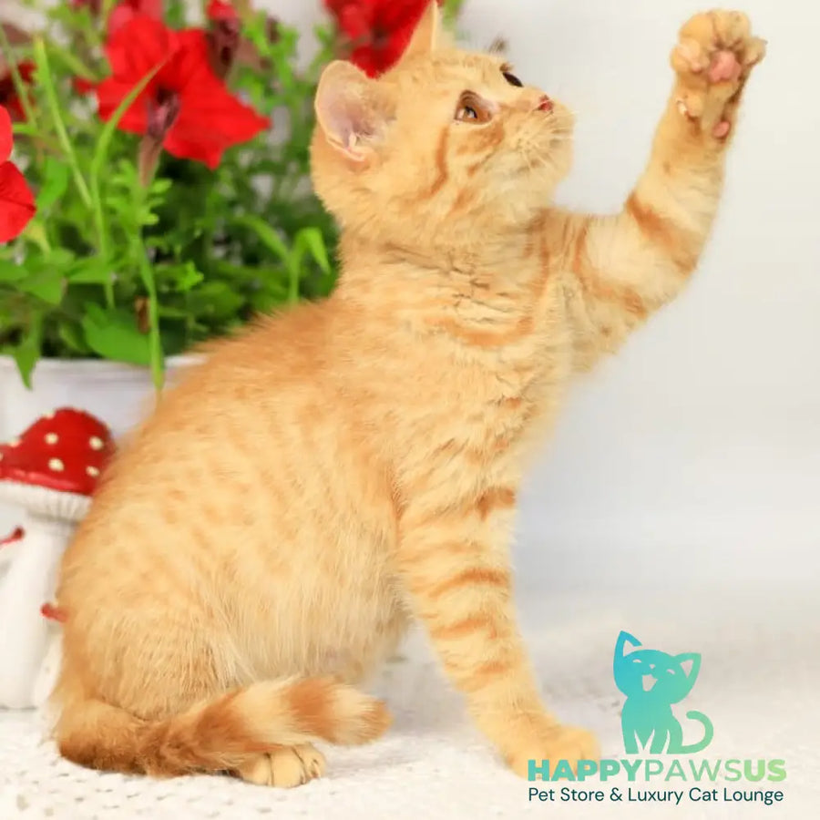 Odin British Shorthair male red - live animals