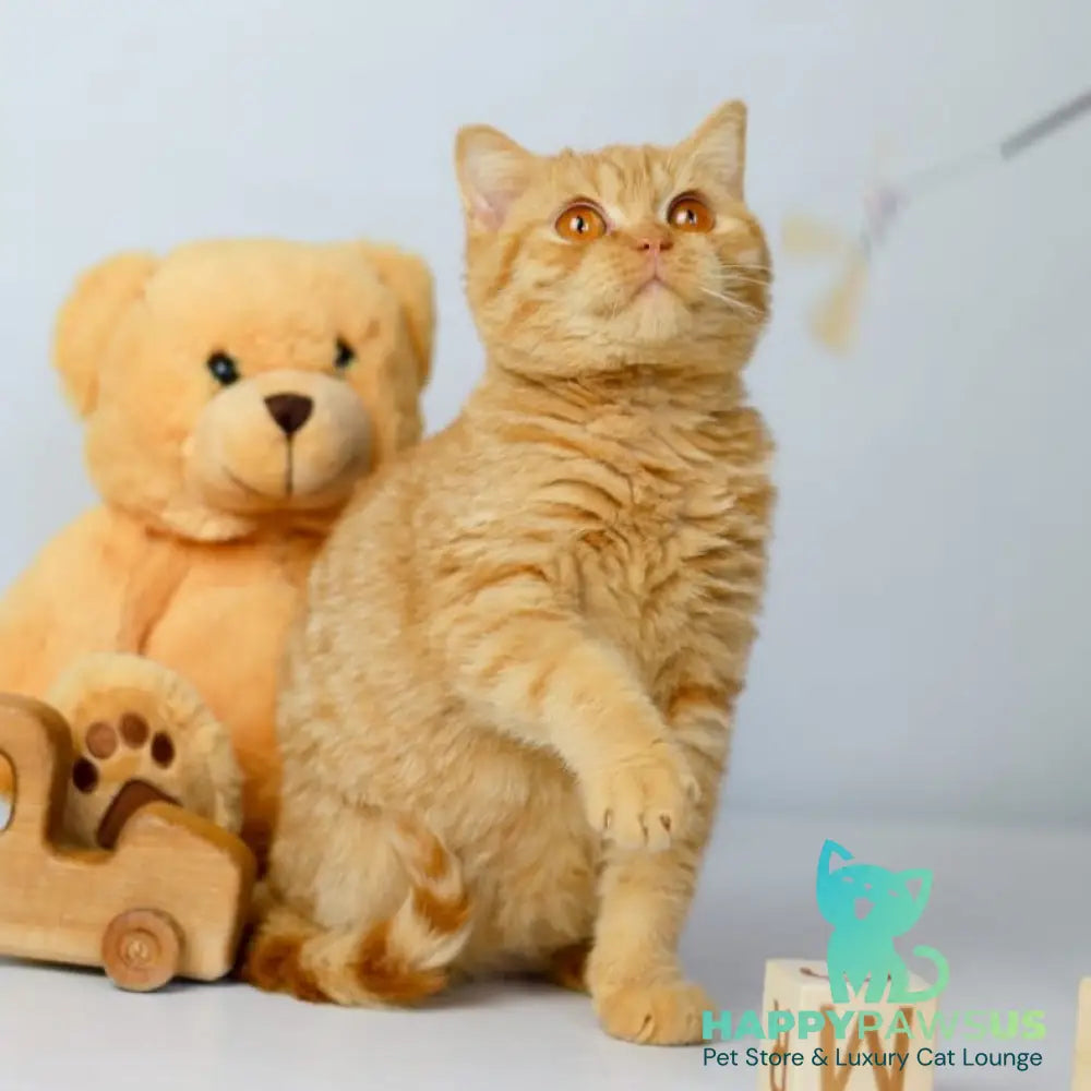 Odin British Shorthair male red - live animals