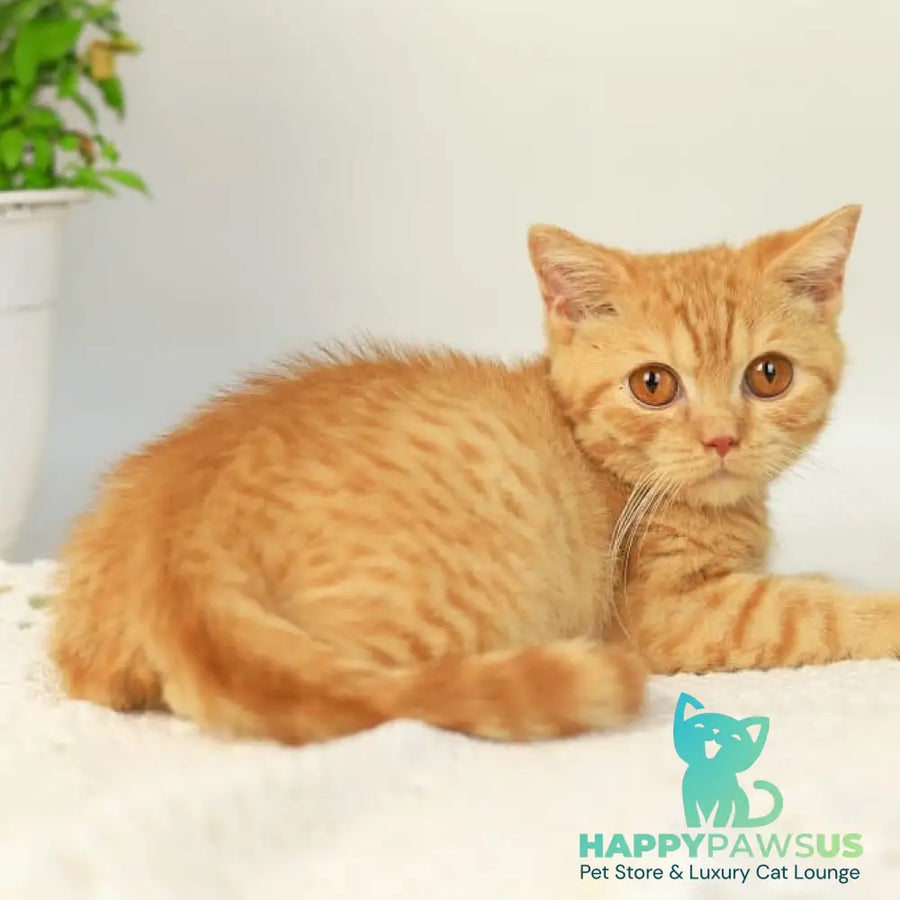 Odin British Shorthair male red - live animals