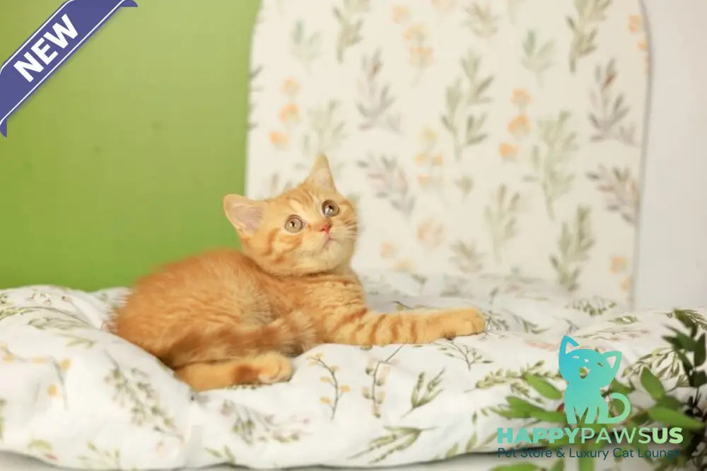 Odin British Shorthair male red - live animals
