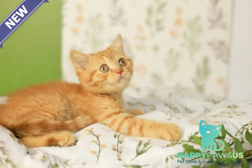 Odin British Shorthair male red - live animals