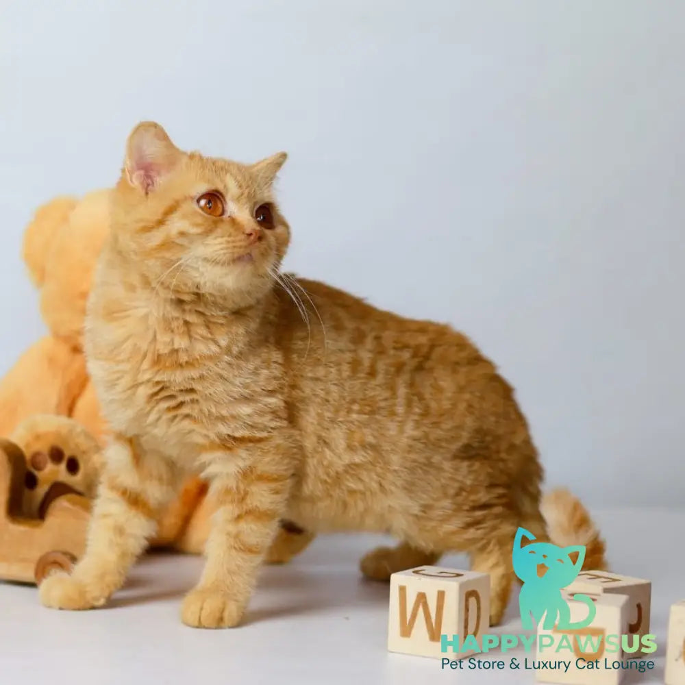 Odin British Shorthair male red - live animals