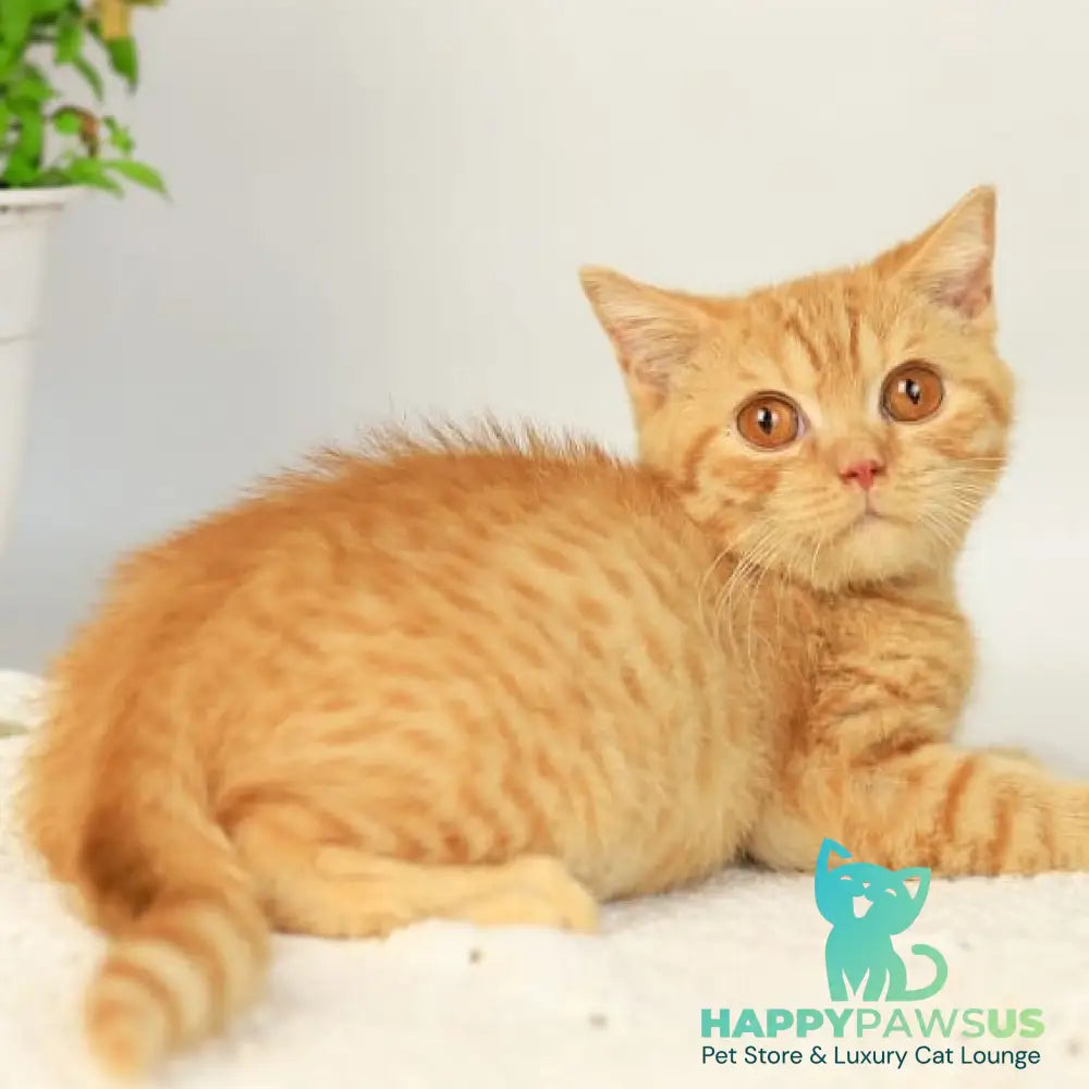 Odin British Shorthair male red - live animals
