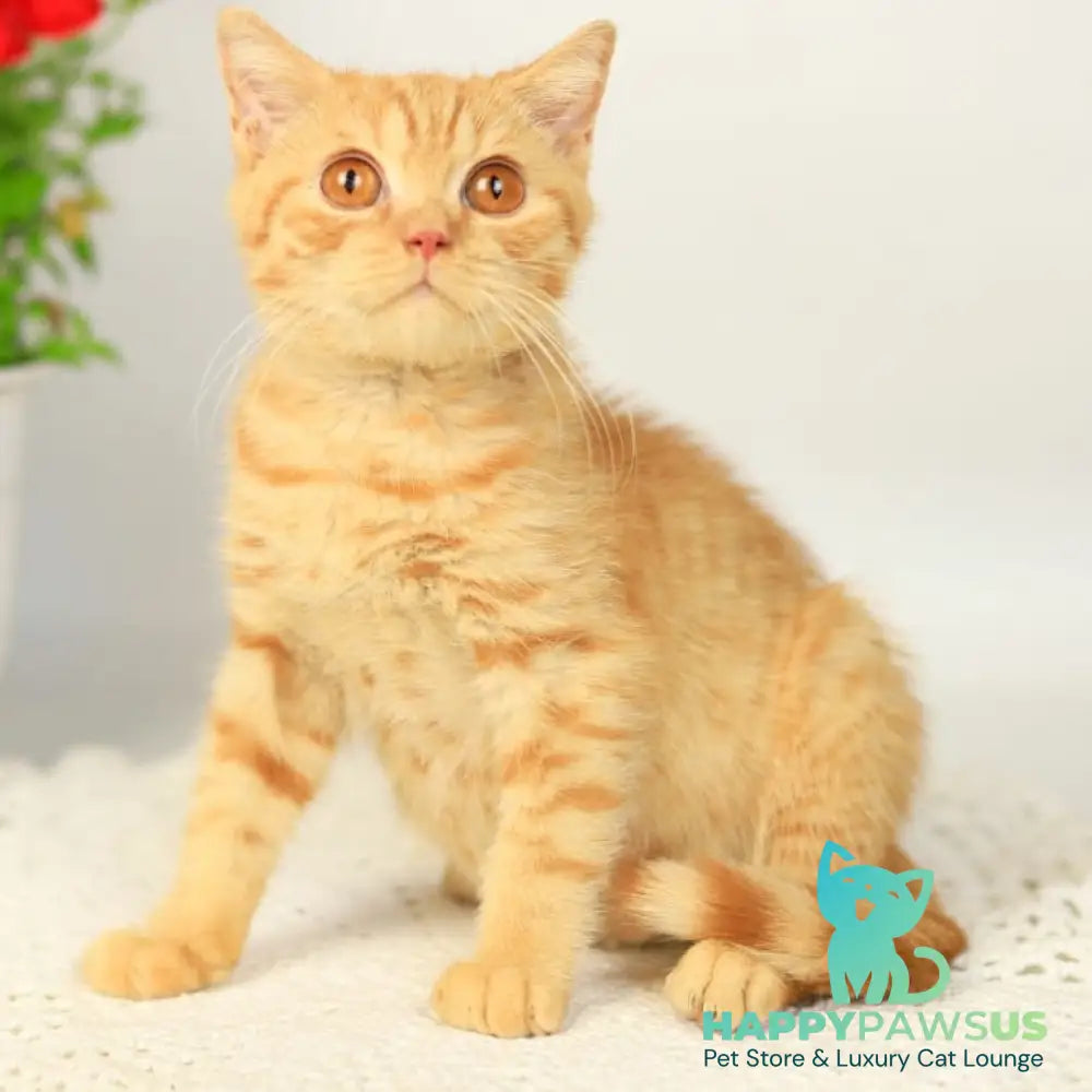 Odin British Shorthair male red - live animals