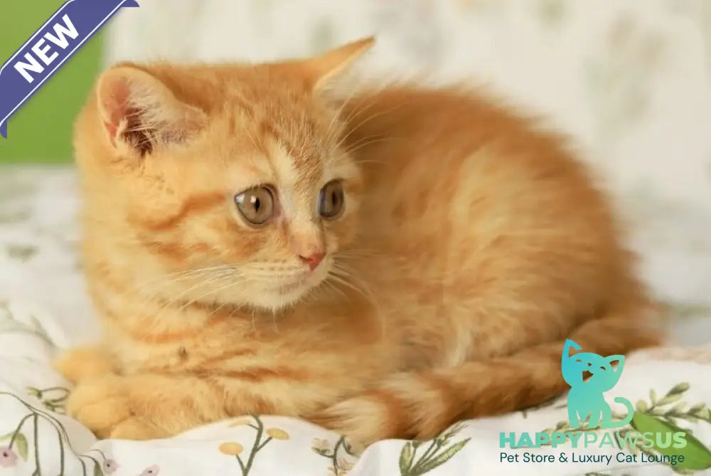Odin British Shorthair male red - live animals