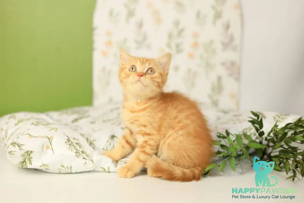 Odin British Shorthair male red - live animals