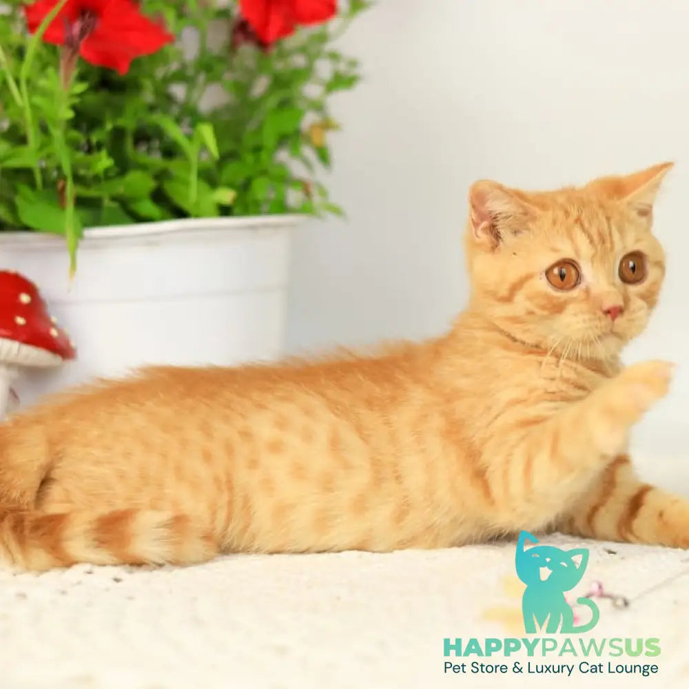 Odin British Shorthair male red - live animals