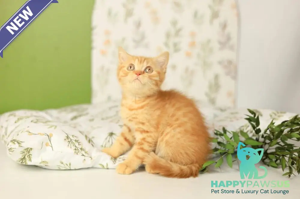 Odin British Shorthair male red - live animals