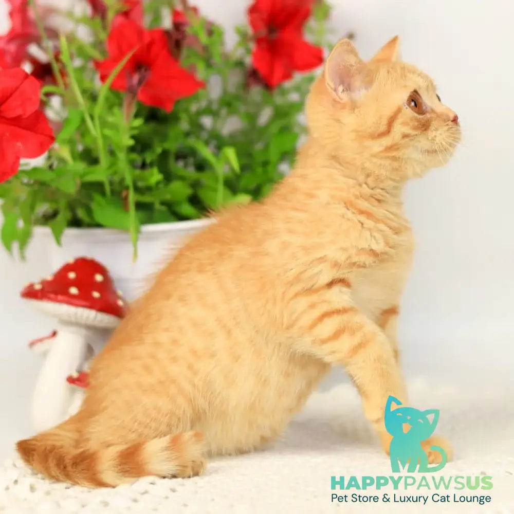 Odin British Shorthair male red - live animals