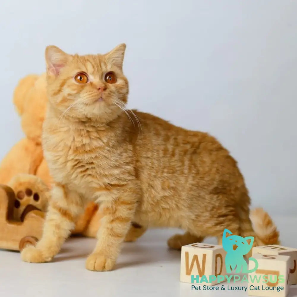 Odin British Shorthair male red - live animals