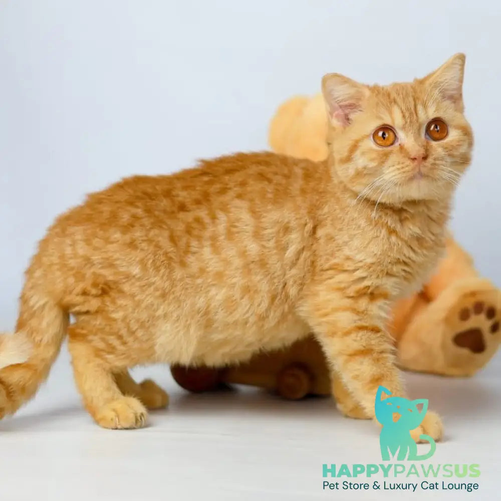 Odin British Shorthair male red - live animals