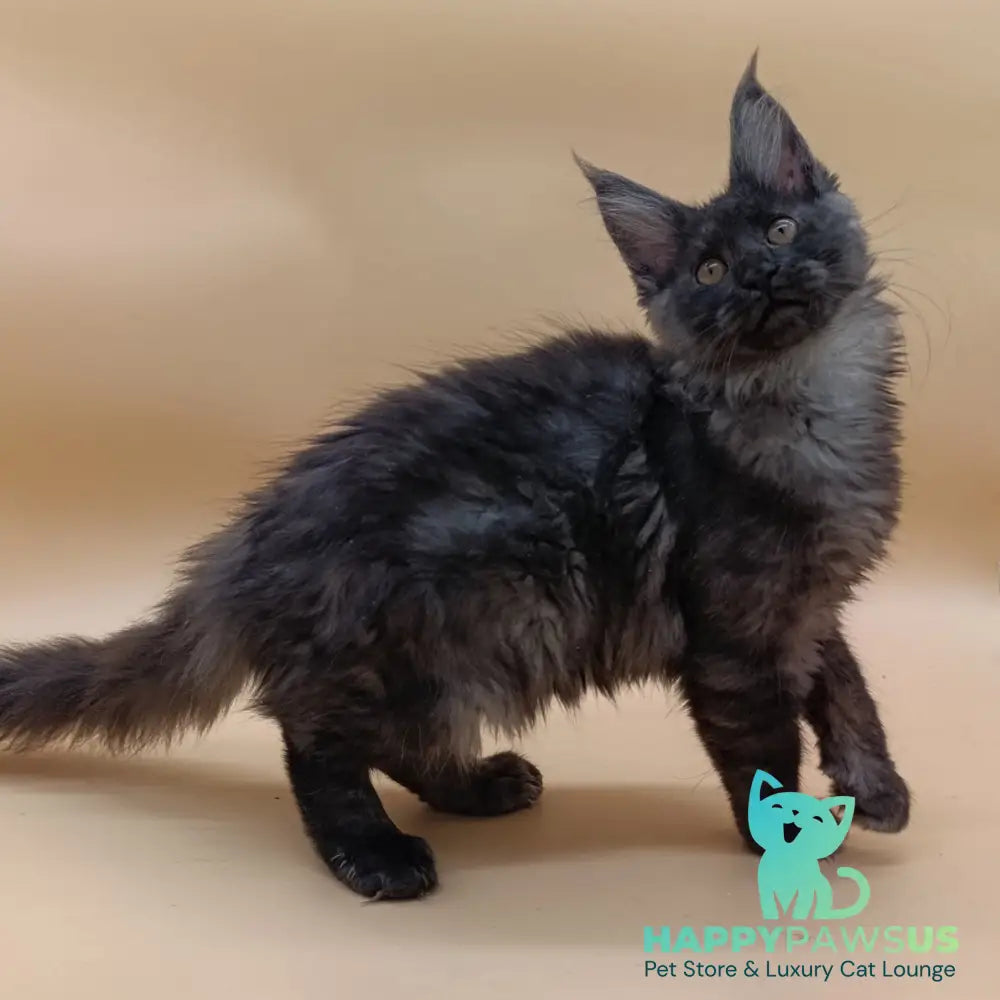 Odin Maine Coon male black silver - live animals