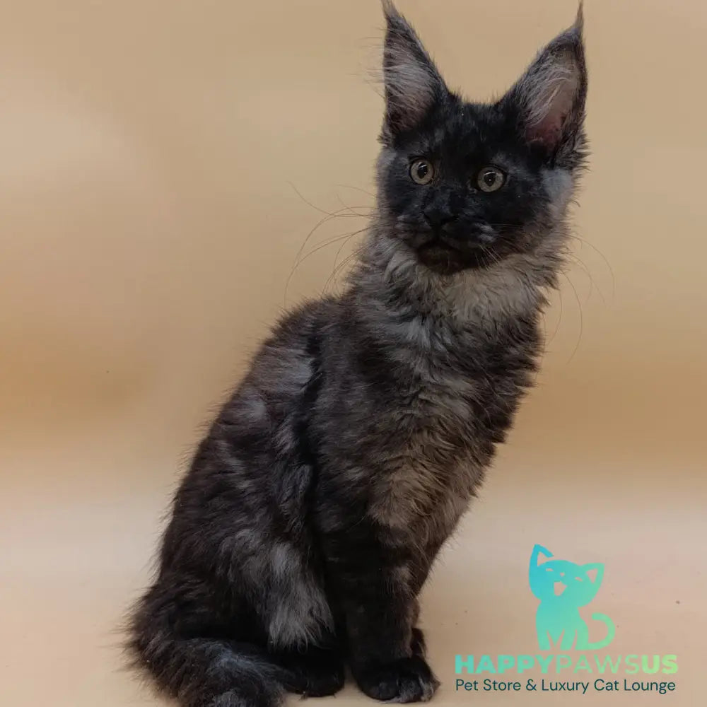 Odin Maine Coon male black silver - live animals