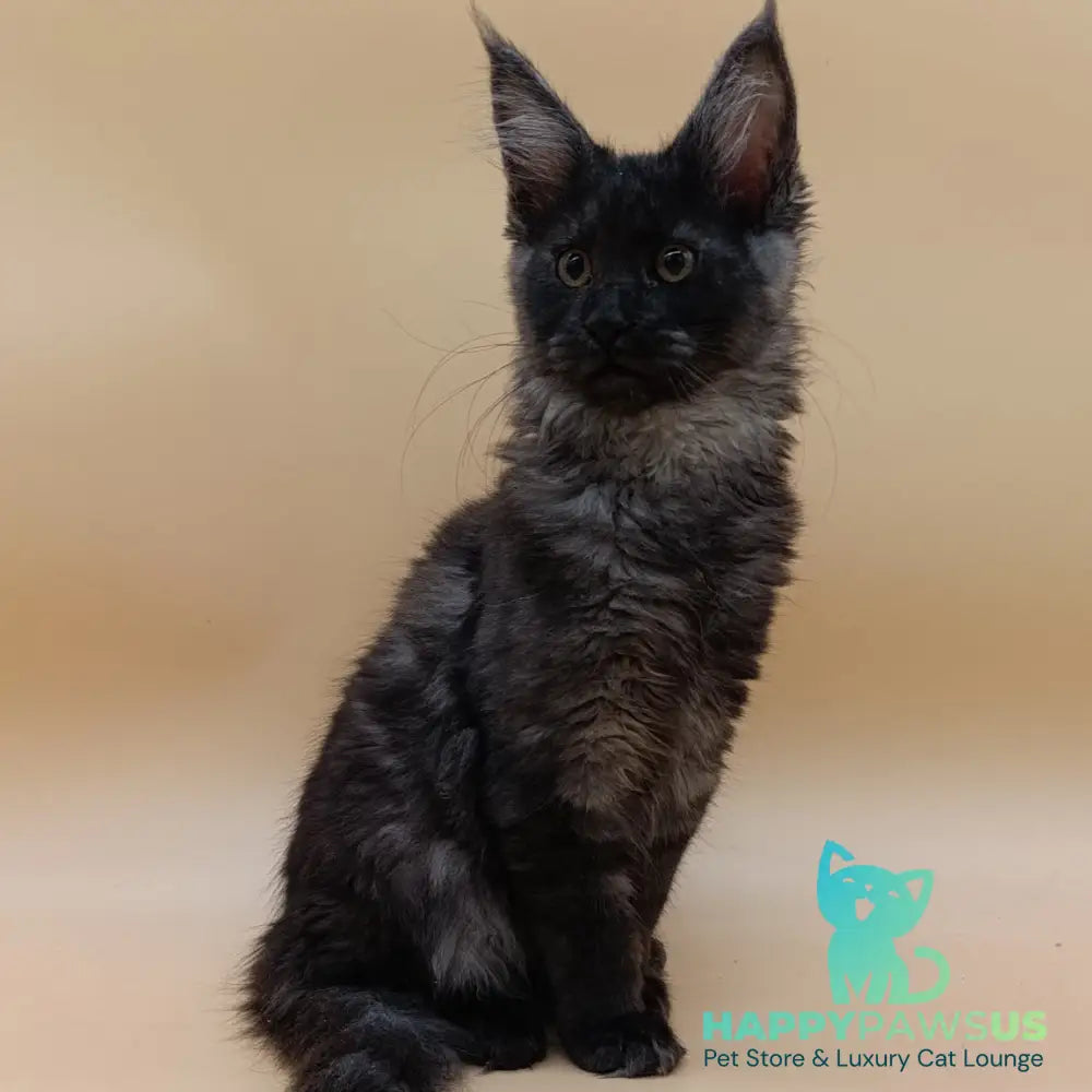 Odin Maine Coon male black silver - live animals