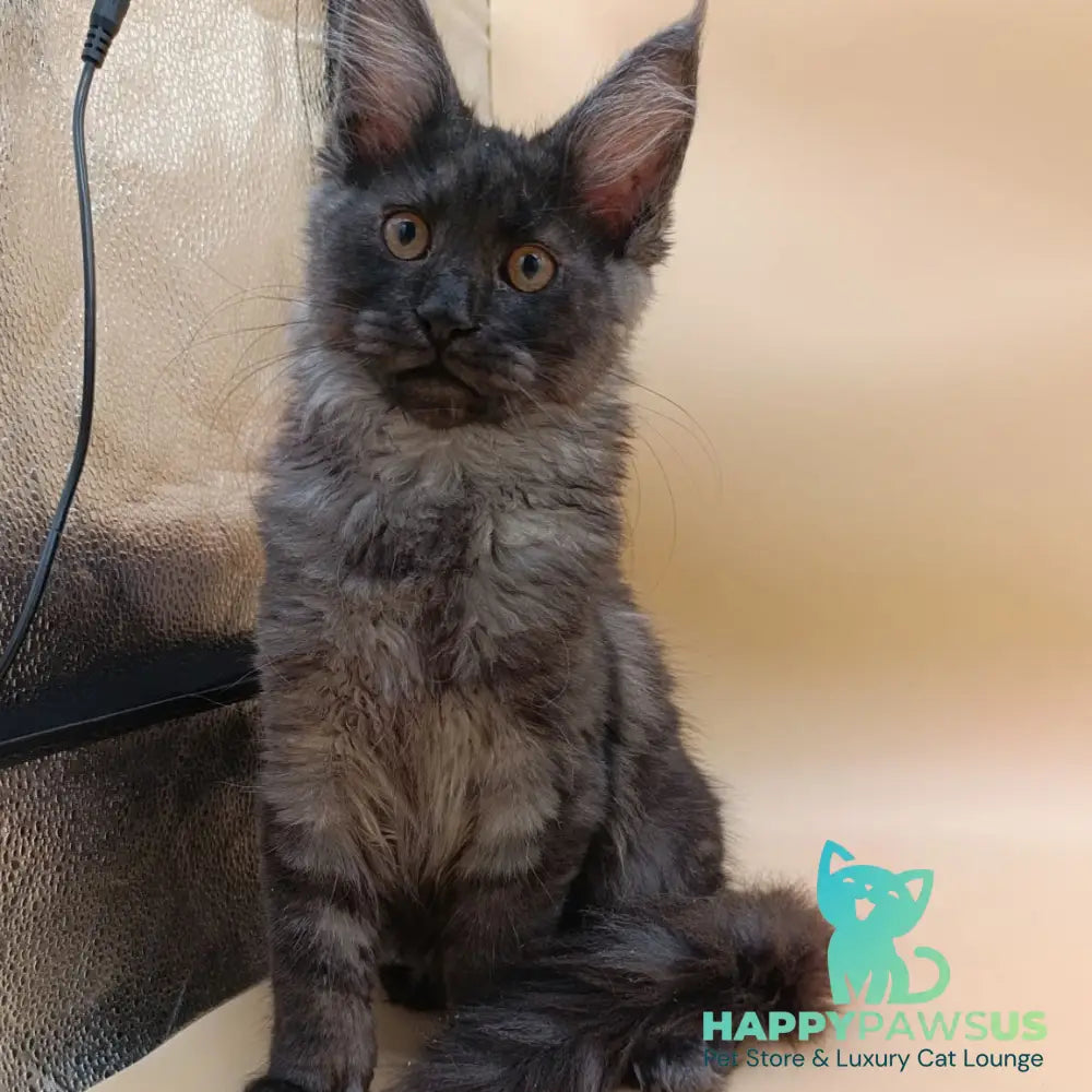 Odin Maine Coon male black silver - live animals