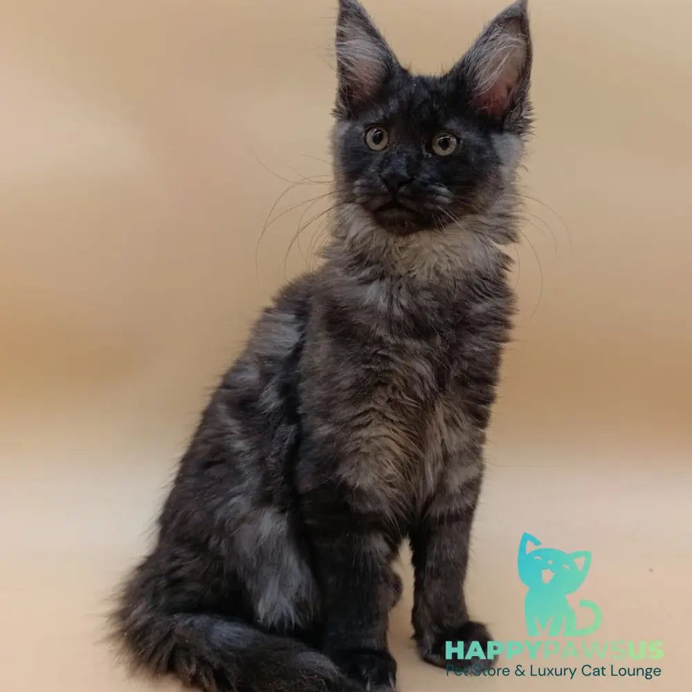 Odin Maine Coon male black silver - live animals