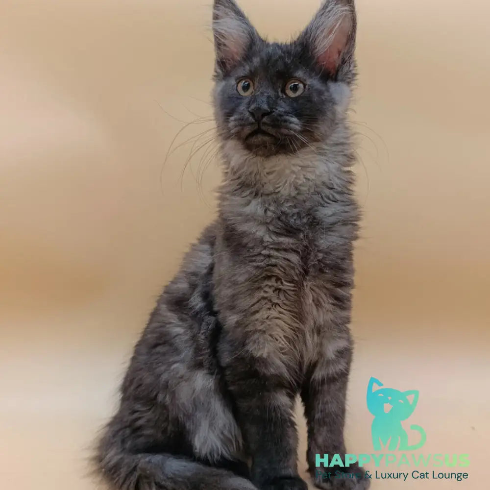 Odin Maine Coon male black silver - live animals