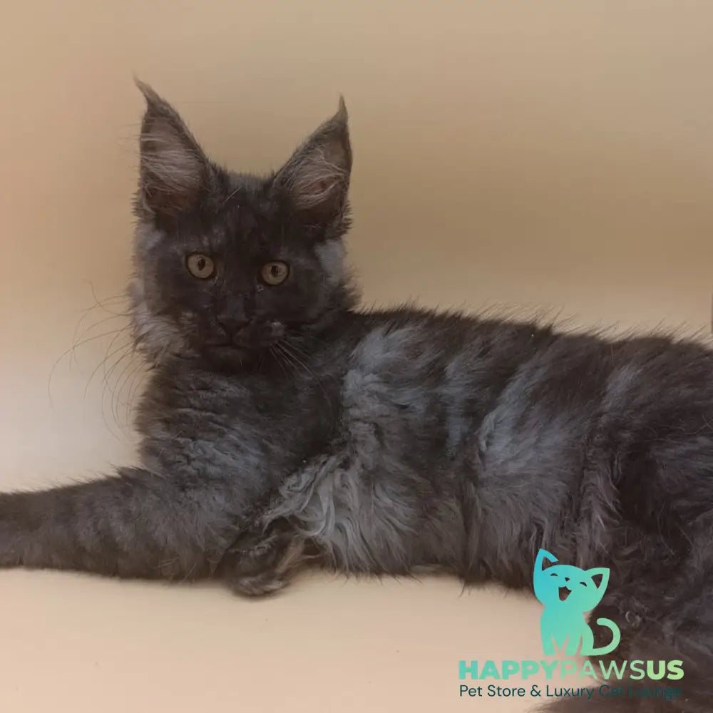 Odin Maine Coon male black silver - live animals