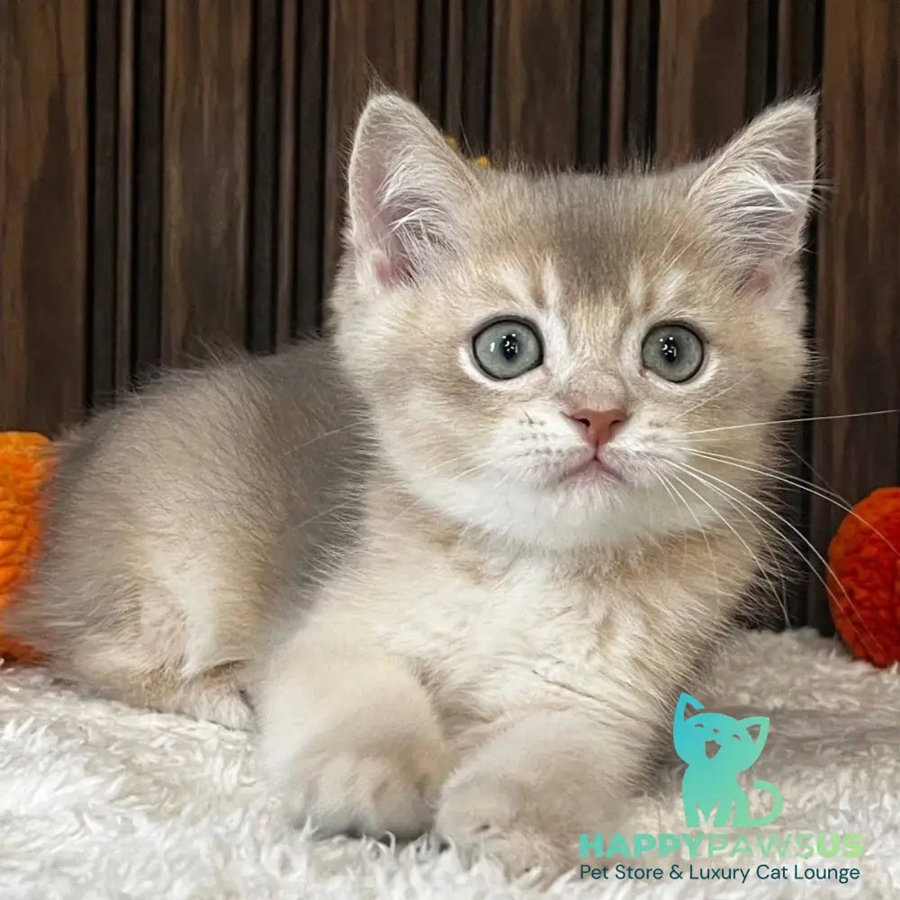 Odin Scottish Straight male blue golden chinchilla - live animals