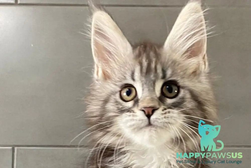 Odre Maine Coon female black silver tabby live animals
