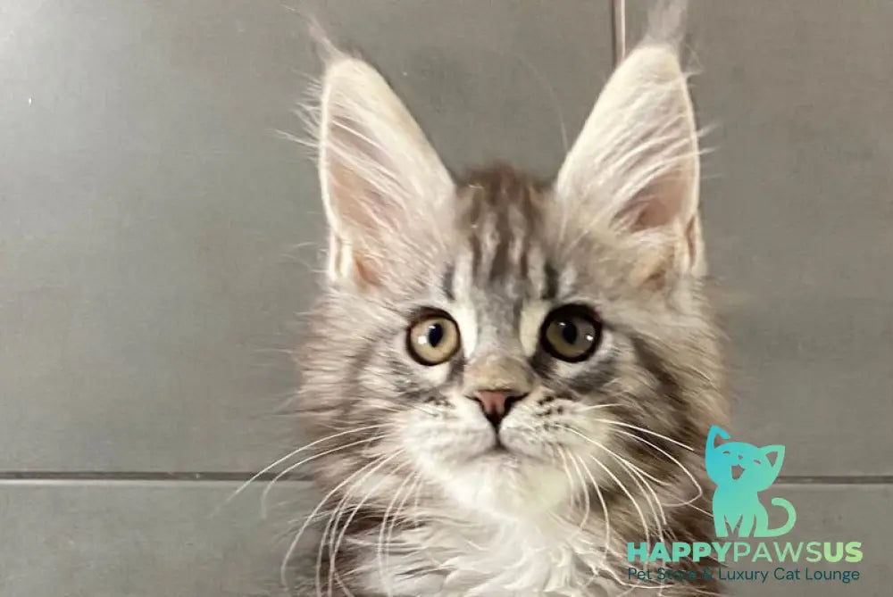 Odre Maine Coon female black silver tabby live animals