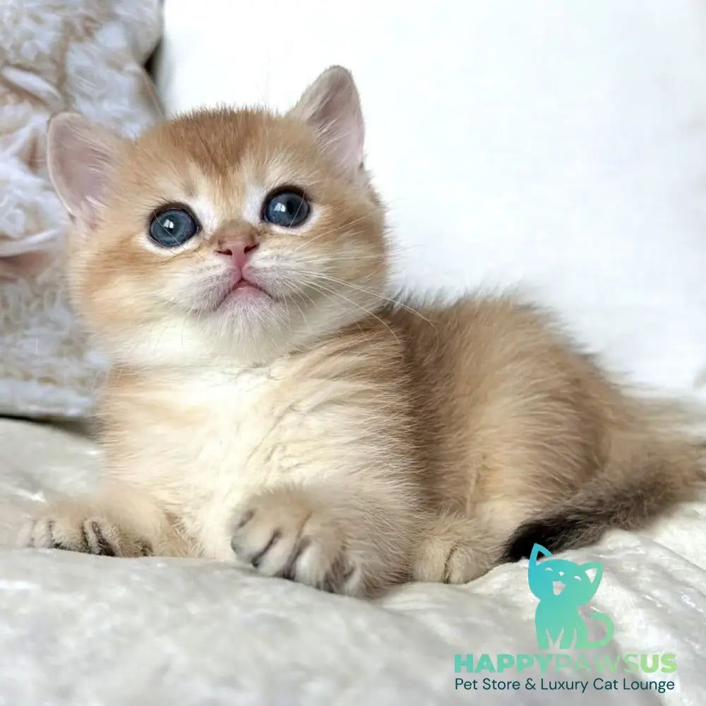 Odri British Shorthair female black golden chinchilla - live animals