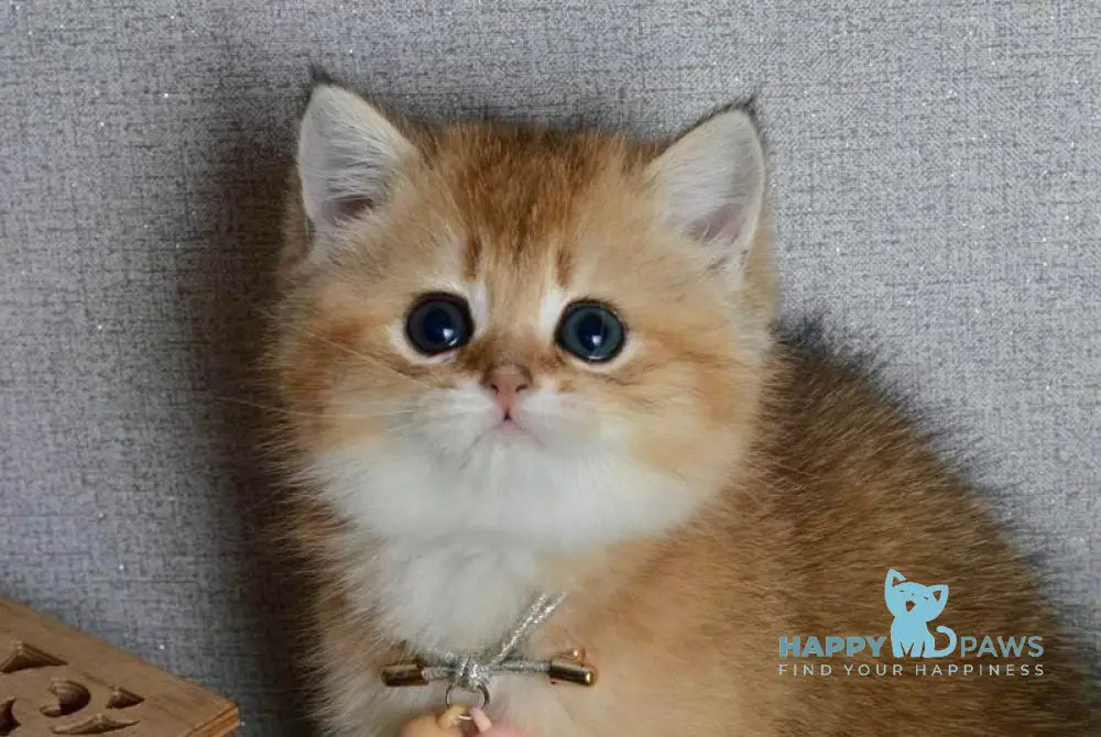 Odri British Shorthair female black golden shaded live animals