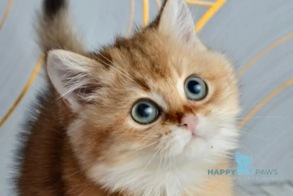 Odri British Shorthair female black golden shaded live animals