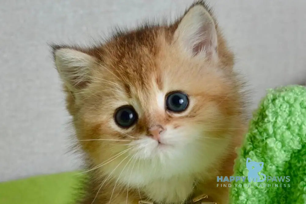 Odri British Shorthair female black golden shaded live animals