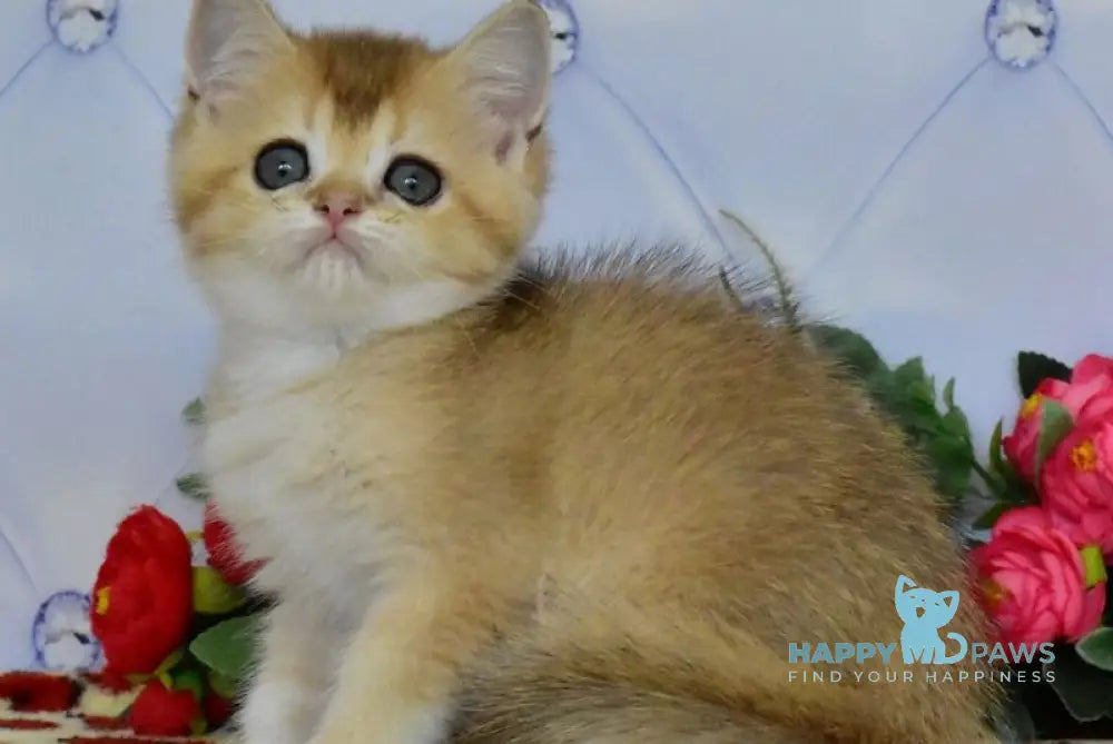 Odri British Shorthair female black golden ticked tabby live animals