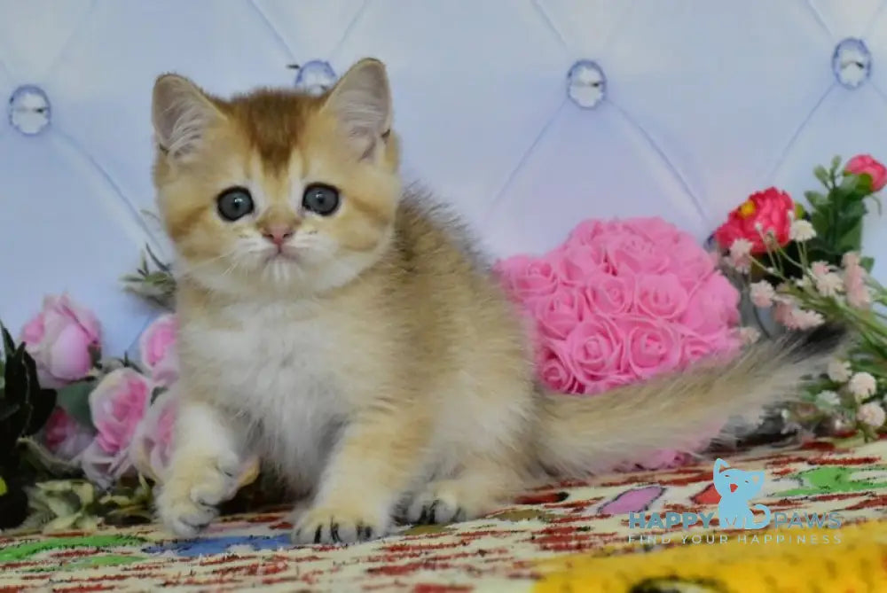 Odri British Shorthair female black golden ticked tabby live animals