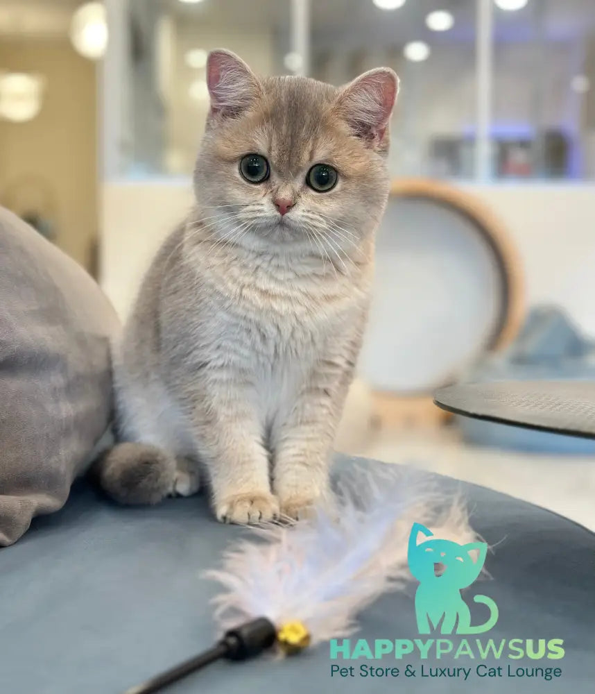 Odri British Shorthair female blue golden shaded live animals
