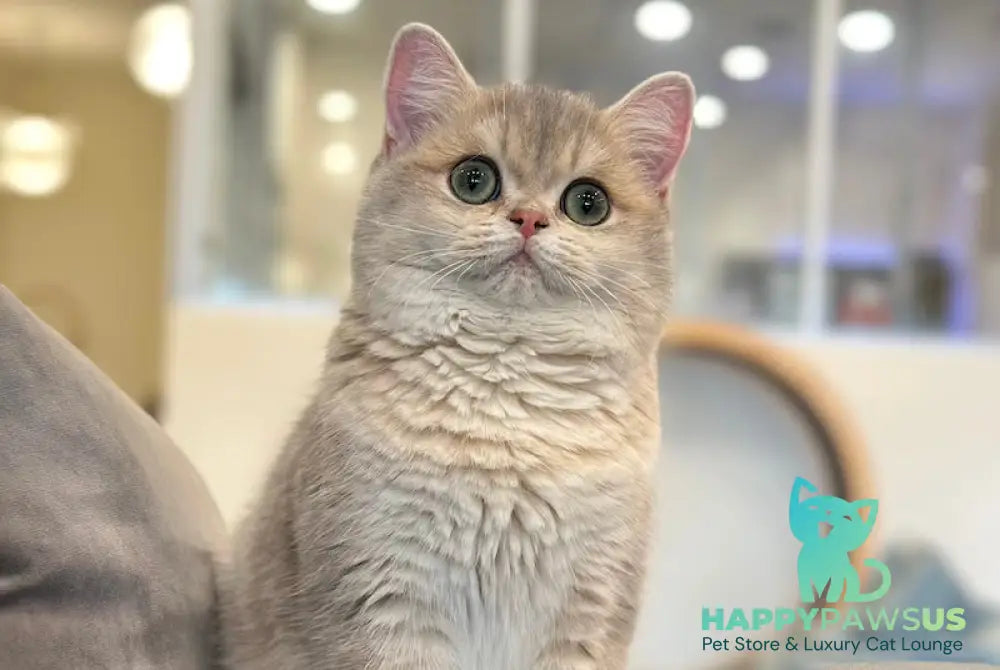 Odri British Shorthair female blue golden shaded live animals