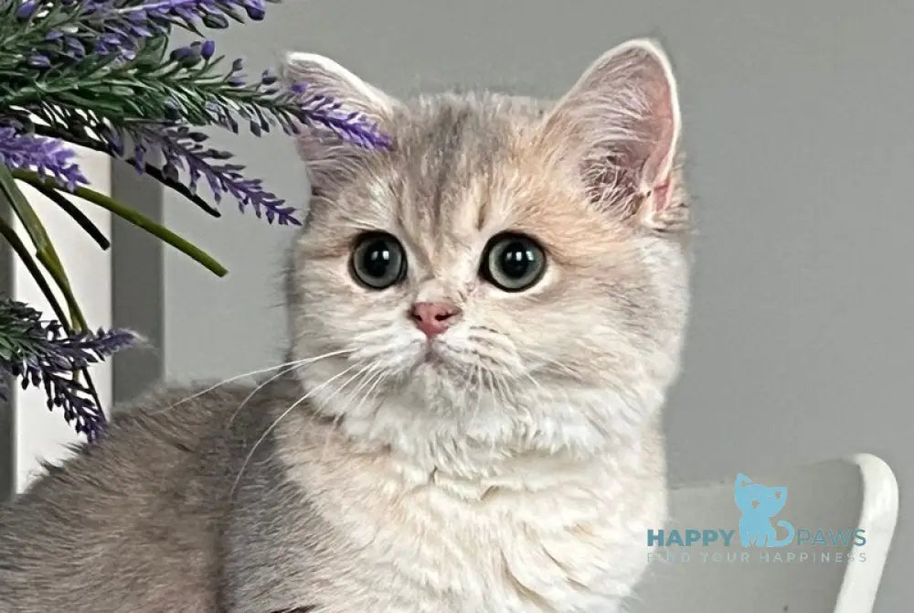 Odri British Shorthair female blue golden shaded live animals