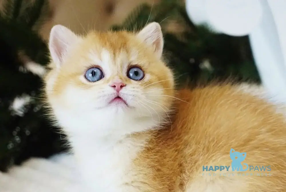 Odri British Shorthair female chocolate golden shaded live animals