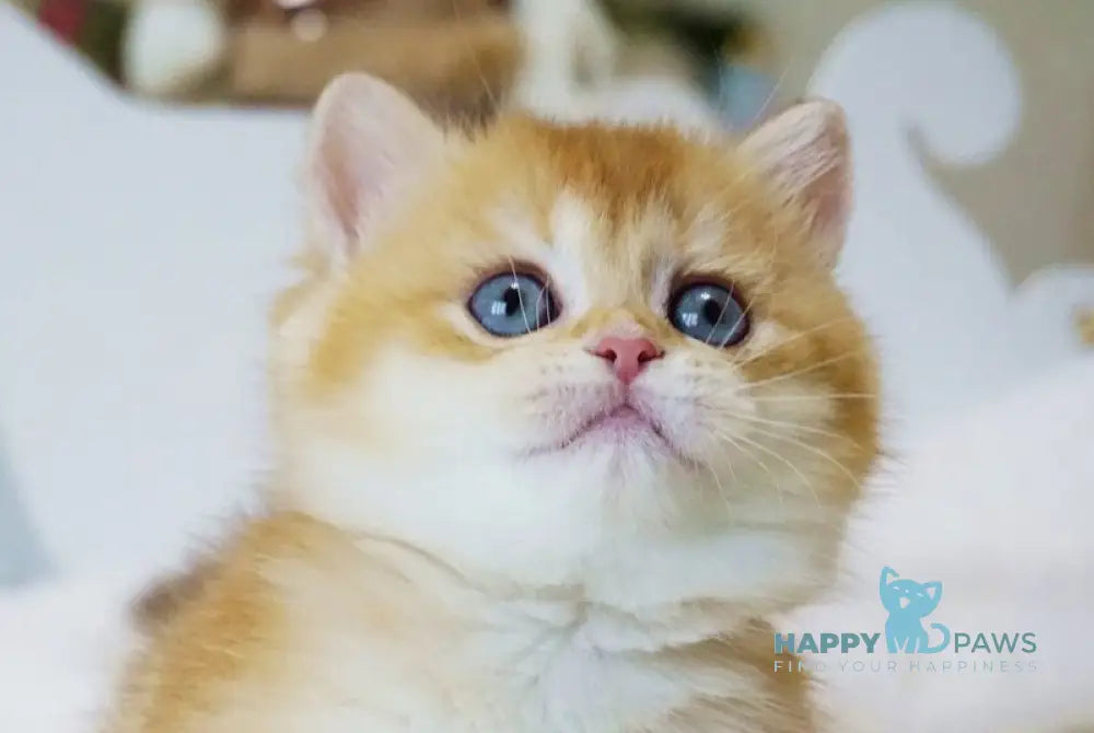 Odri British Shorthair female chocolate golden shaded live animals