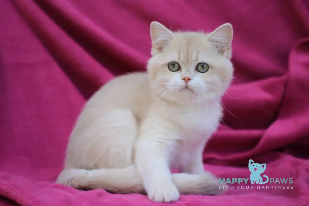 Odri British Shorthair female lilac golden chinchilla live animals