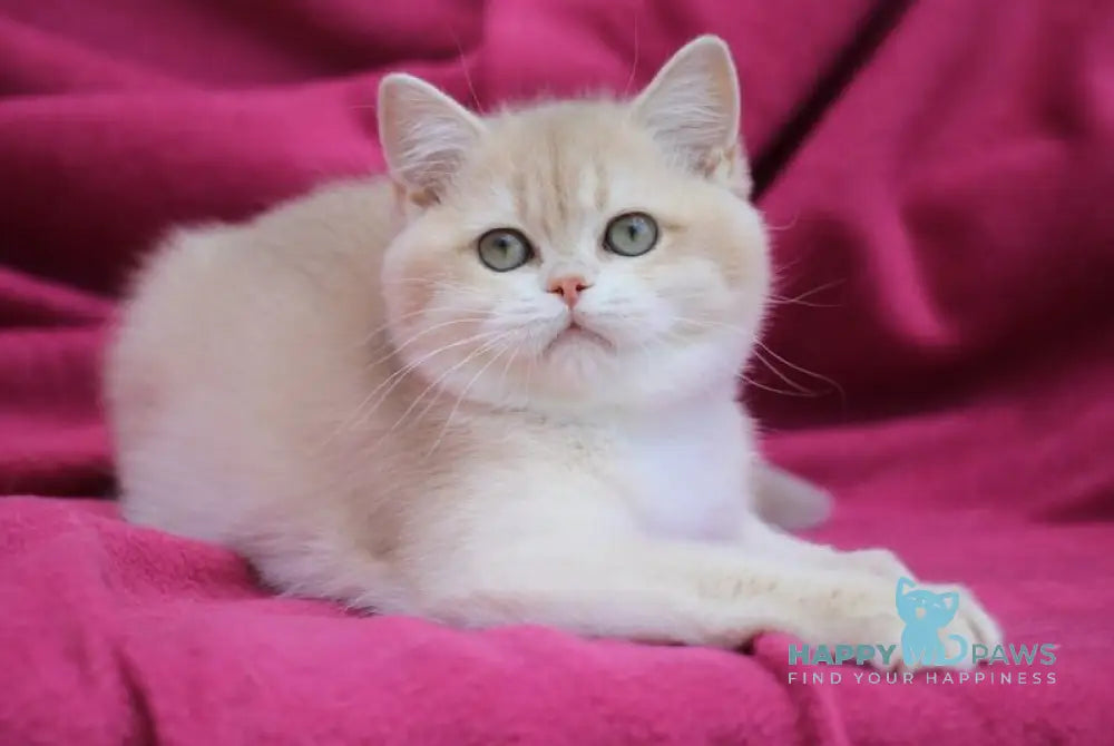 Odri British Shorthair female lilac golden chinchilla live animals