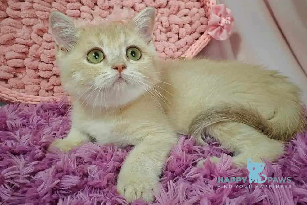 Odri British Shorthair female lilac golden shaded live animals