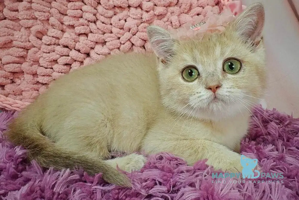 Odri British Shorthair female lilac golden shaded live animals